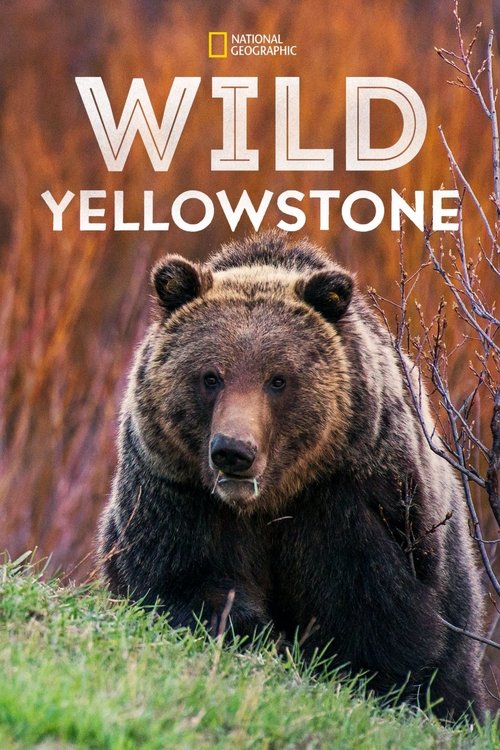Series poster for Wild Yellowstone (2015)