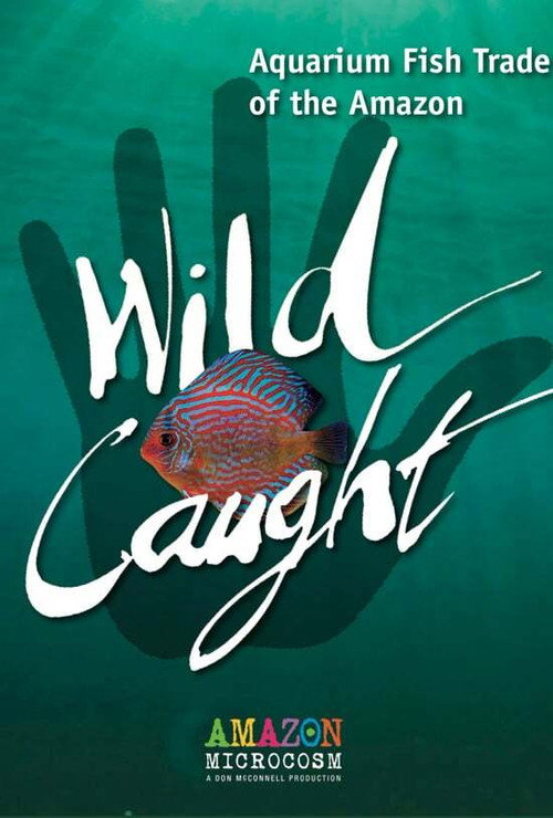 Movie poster for Wild Caught: Aquarium Fish Trade of the Amazon (2020)