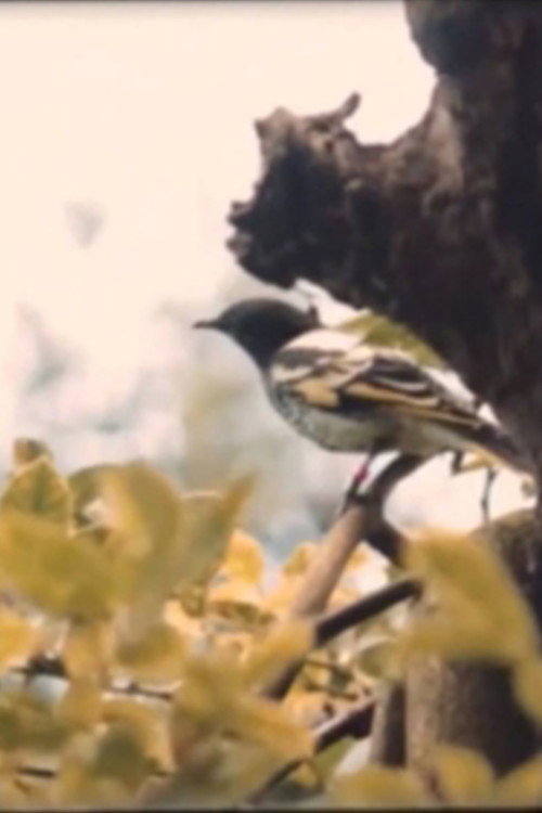 Movie poster for Dawn Chorus (2021)