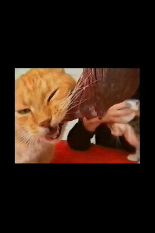 Movie poster for Voracious Cats (1994)