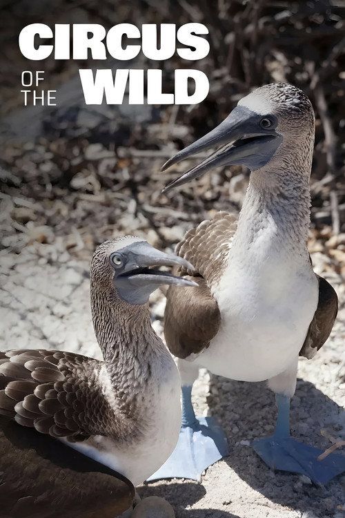 Movie poster for Witzig und wild - Die kuriosen Seiten der Tiere (2019)