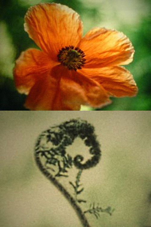 Movie poster for Tulipan (2002)