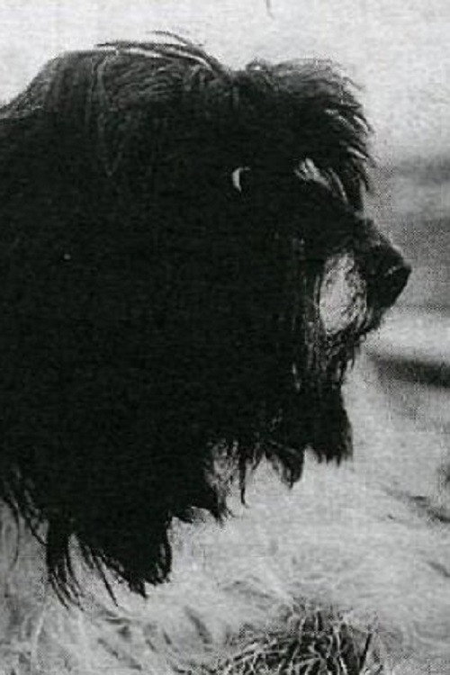 Movie poster for Seppi (1992)