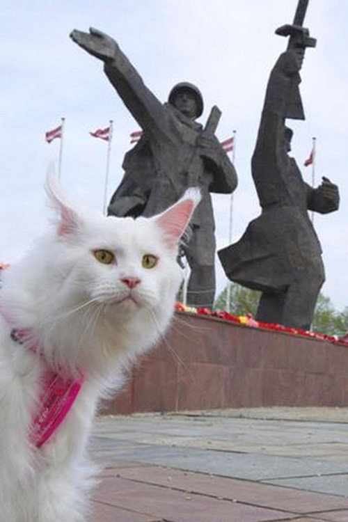 Movie poster for Cats in Riga (2015)