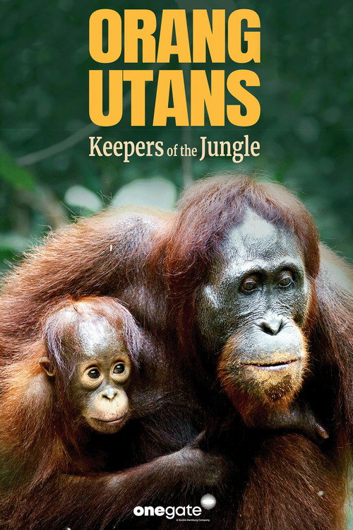 Movie poster for Orang Utans - Keepers of the Jungle (2025)