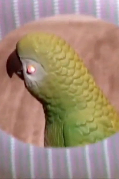 Whispering Pines 1 poster