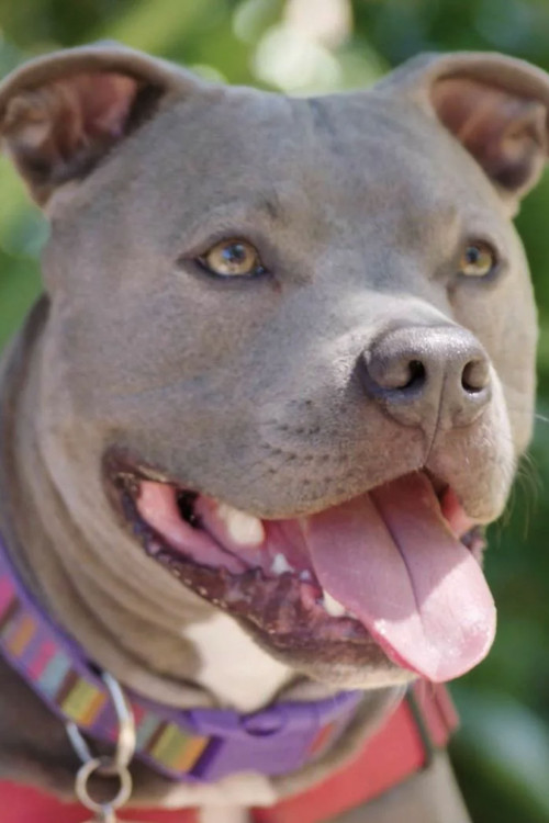 Movie poster for Hopalong Animal Rescue: The Power of Fostering (2019)