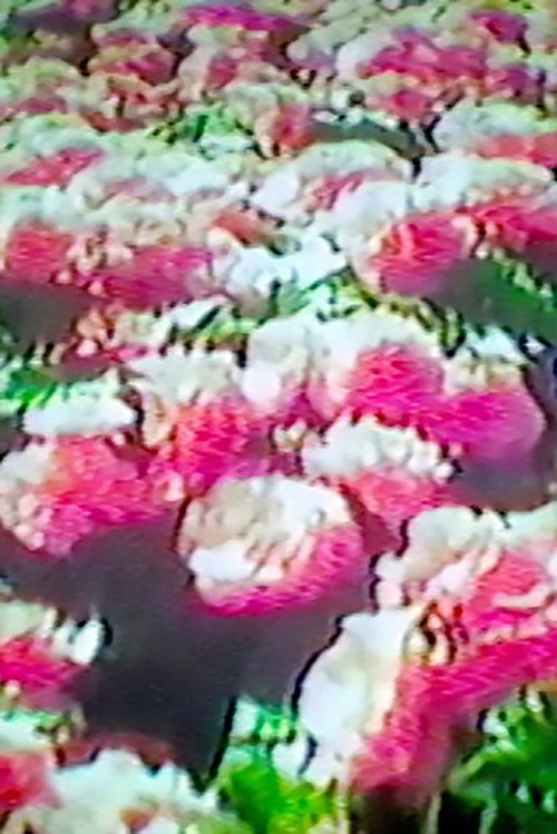 Movie poster for How Flowers Never Became A Food Group (2017)