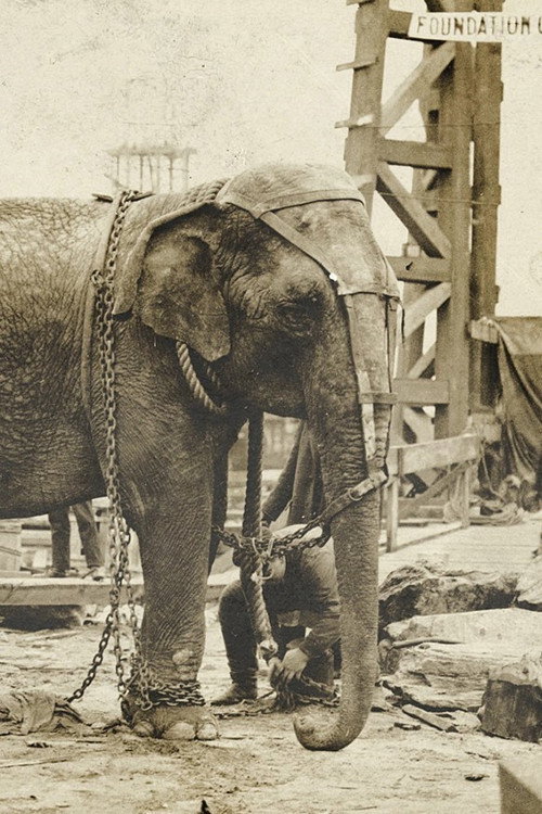 Photo of Topsy, Acting