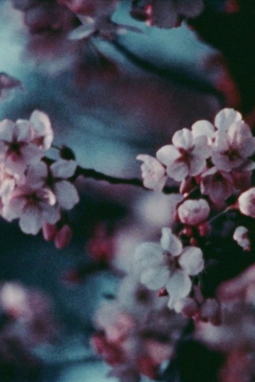 Movie poster for Cherry Blossoms (1975)