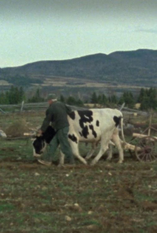 Movie poster for Les boeufs de labour (1977)