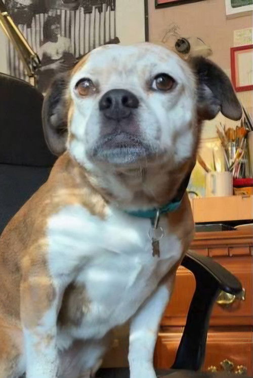 Photo of Dorothy the Dog, Acting