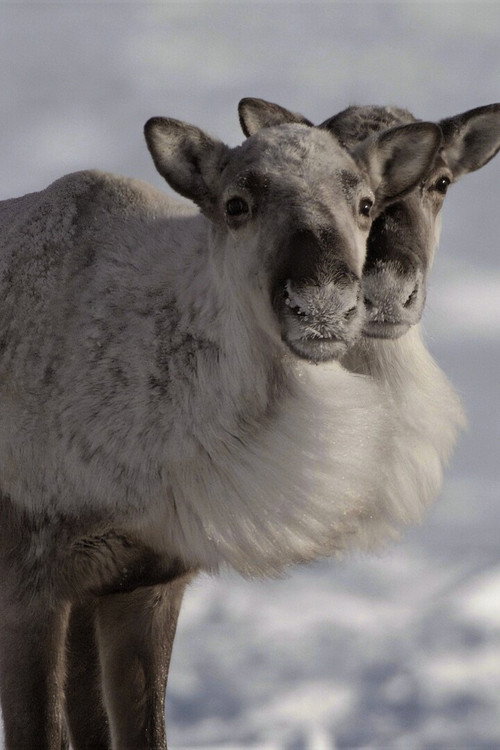Movie poster for Caribou Nation (2026)