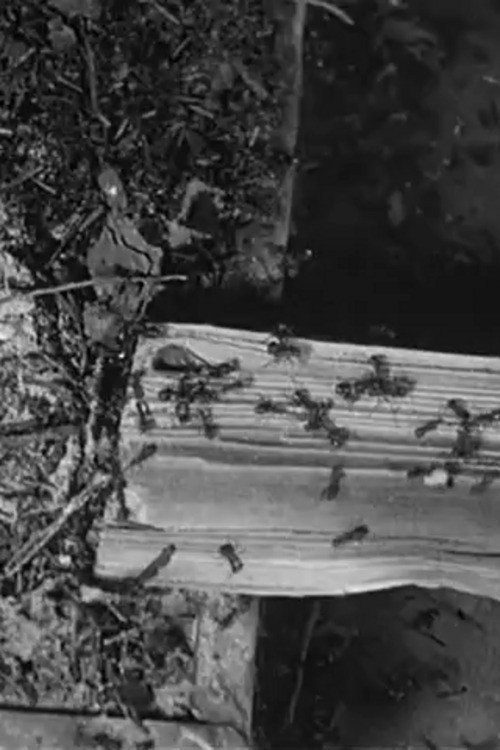 Movie poster for The Battle of the Ants (1922)