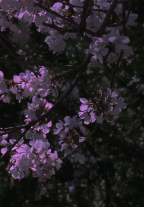 Movie poster for Spring Songs (2017)