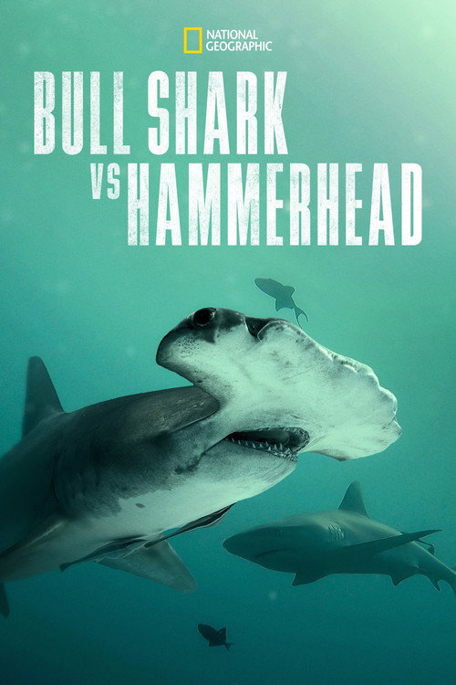 Movie poster for Bull Shark vs. Hammerhead (2023)