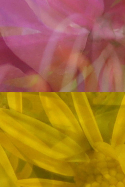 Movie poster for Mutus Floris (2011)