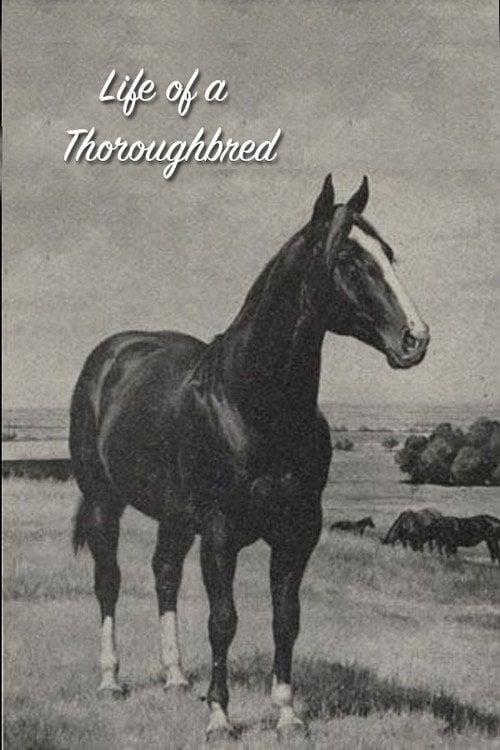Movie poster for Life of a Thoroughbred (1941)
