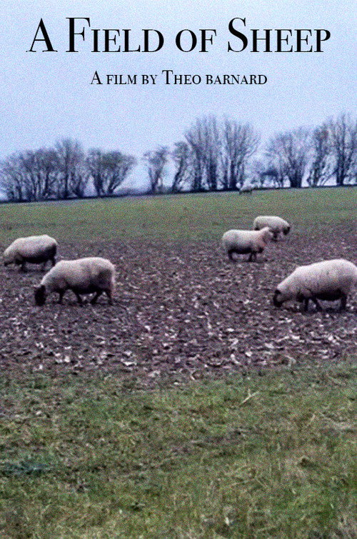 Movie poster for A Field of Sheep (2024)