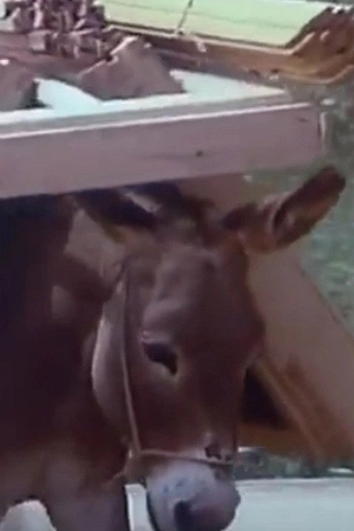 Movie poster for Of People and Donkeys (1978)