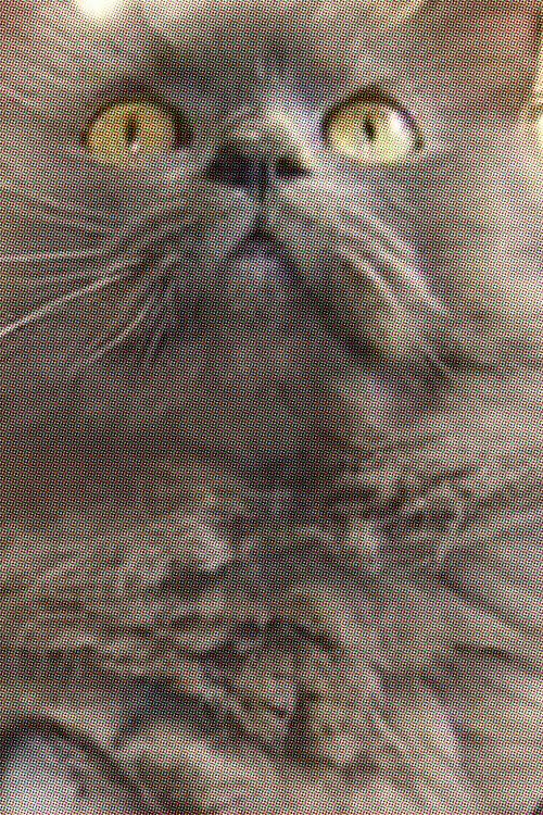 Photo of Monstro Cat, Acting
