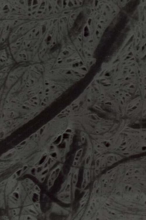Movie poster for Ecosystem 6 ~ A Sort of Mycelium (1989)