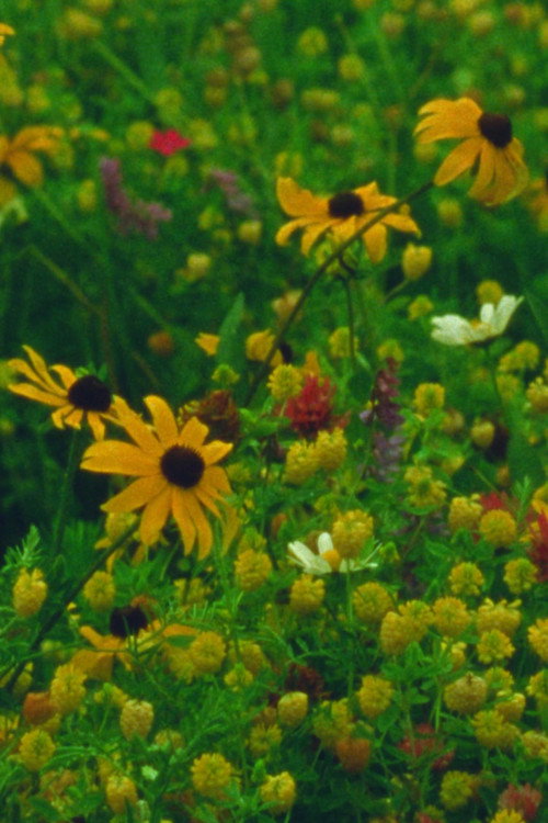 Movie poster for Mountain Wildflowers (2024)