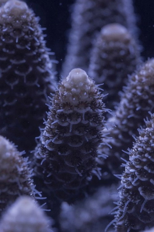 Movie poster for For the Love of Corals (2018)