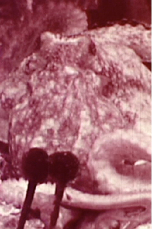 Movie poster for Aurora Borealis (2002)