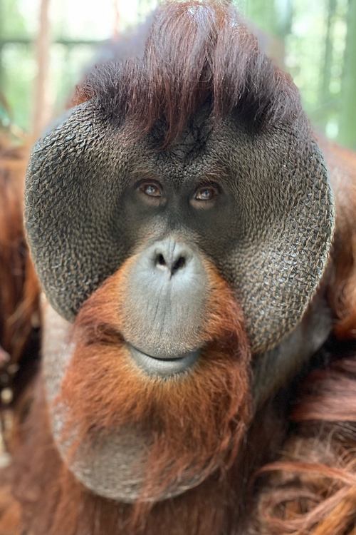 Photo of Sam the Orangutan, Acting