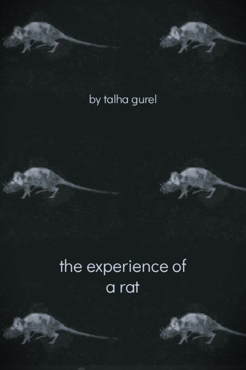 Movie poster for The Experience of a Rat (2025)
