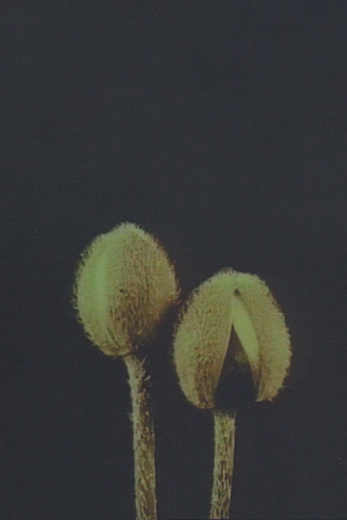 Movie poster for Linnaeus’ Flower Clock (1998)