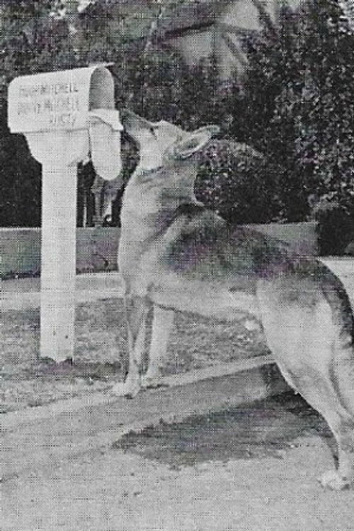 Photo of Flame the dog, Acting