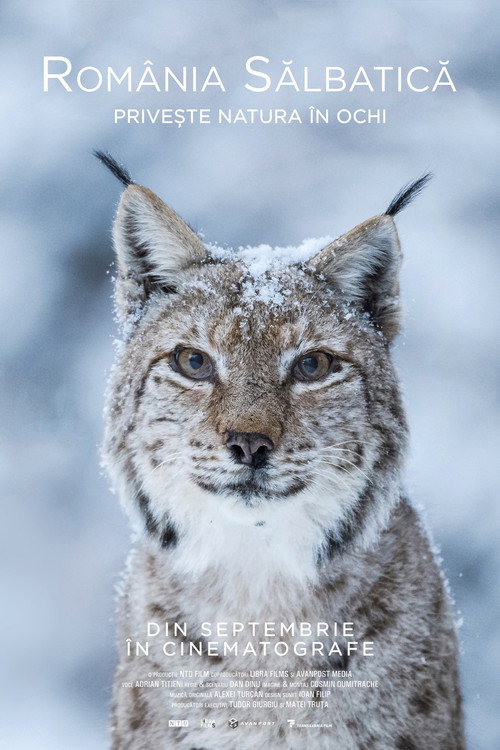 Movie poster for Wild Romania (2021)