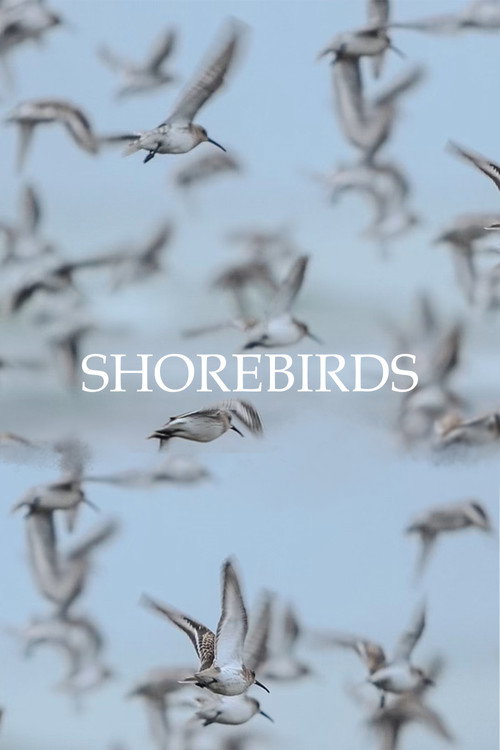 Movie poster for Shorebirds (2023)