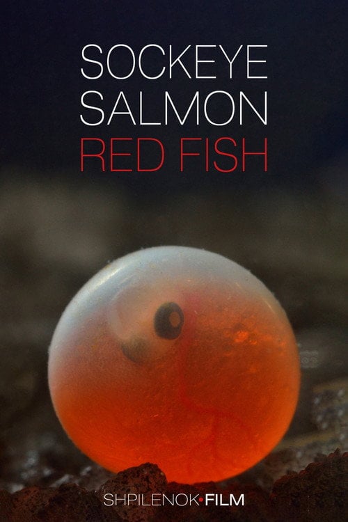 Movie poster for Sockeye Salmon. Red Fish (2020)