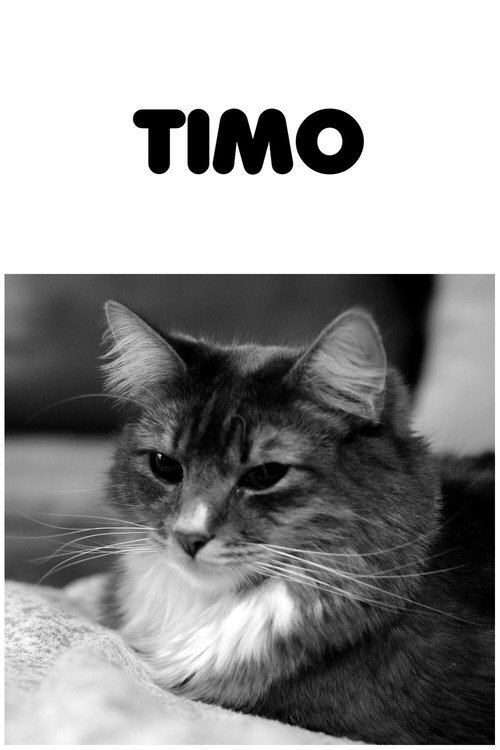 Movie poster for Timo (2020)