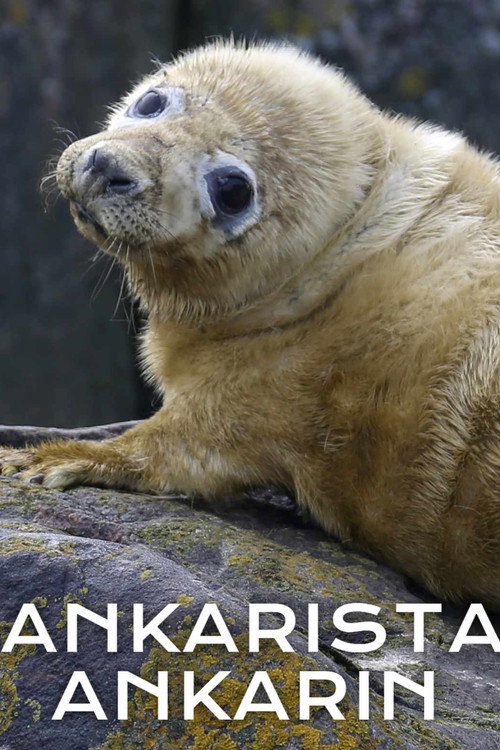Movie poster for Ankarista ankarin (2024)
