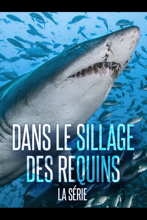 Movie poster for Dans le sillage des requins - La Vie secrète