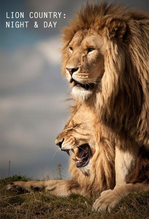 Lion Country: Night and Day poster