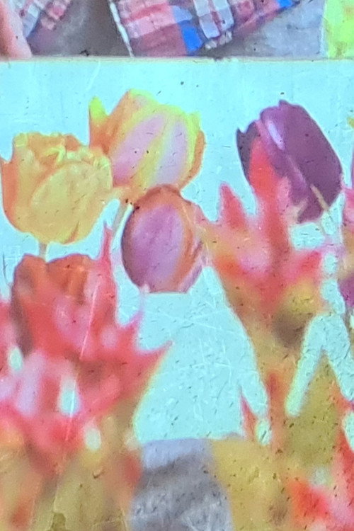 Movie poster for jolies fleurs une vie meilleure (2024)