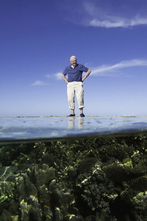 Movie poster for Reef Diaries (2015)