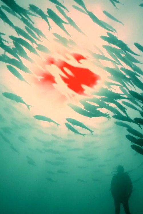 Movie poster for Red Sun (2018)