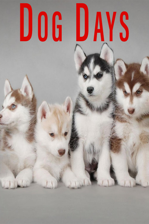 Movie poster for Dog Days (2016)