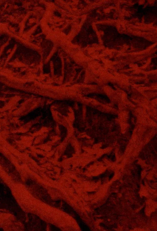 Movie poster for Language of the Entrails (2025)