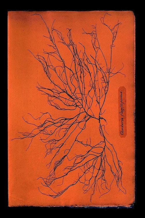 Movie poster for Ghost Protists (2024)