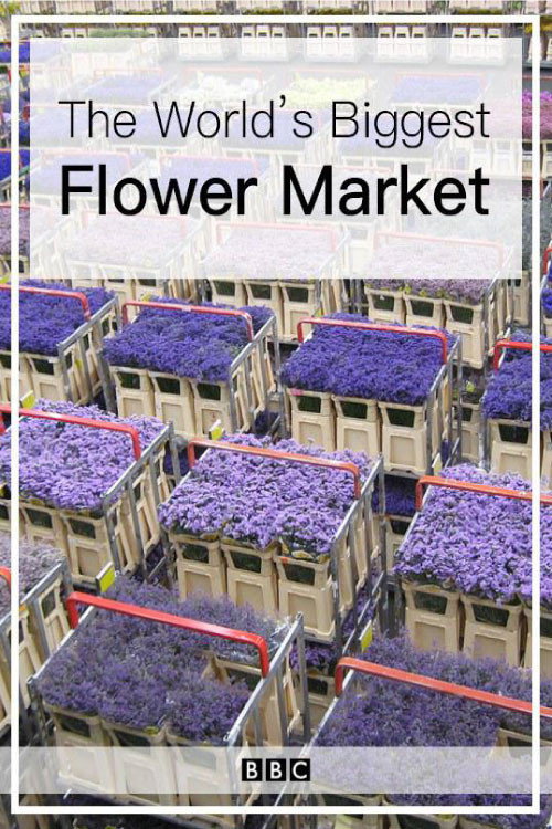Movie poster for The World's Biggest Flower Market (2016)