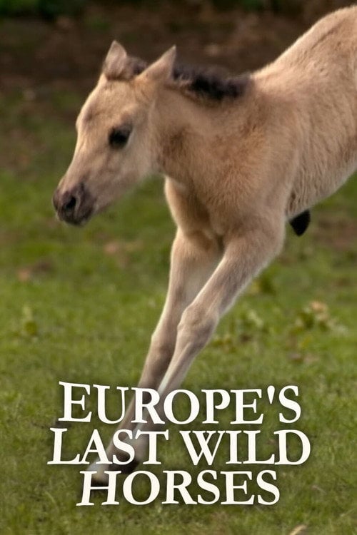 Movie poster for Europe's Last Wild Horses (2012)
