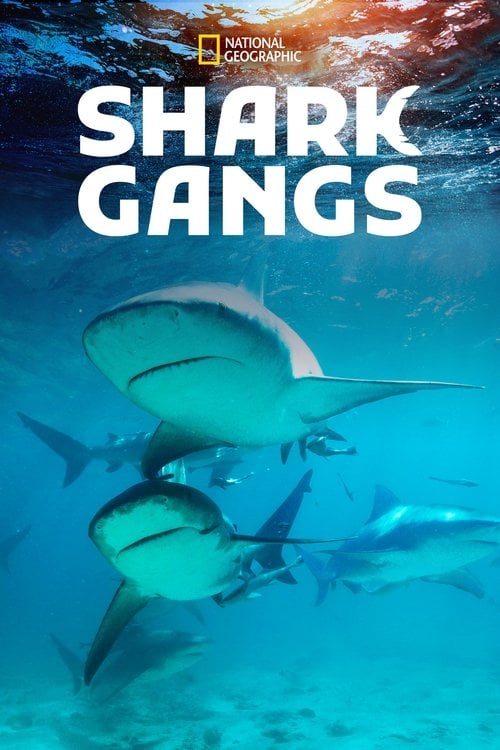 Movie poster for Shark Gangs (2021)