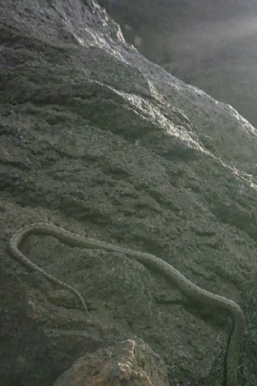 Movie poster for Zauma (2014)